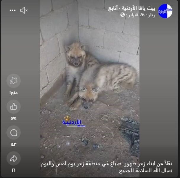 فيديو العثور على ضباع في الأردن 